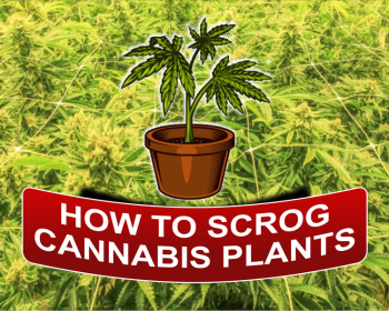 Steps To Scrog Cannabis Plants