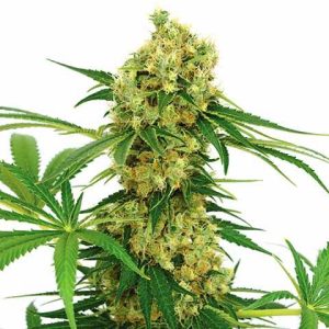 Chocolope feminized seeds