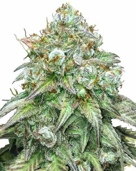 Godfather OG Feminized Seeds