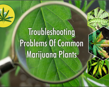 troubleshooting marijuana problems australia